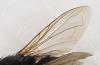 Lucilia sp.